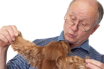 veterinary_cocker_spaniel_ears_old_man_AdobeStock_2800727_450.jpg
