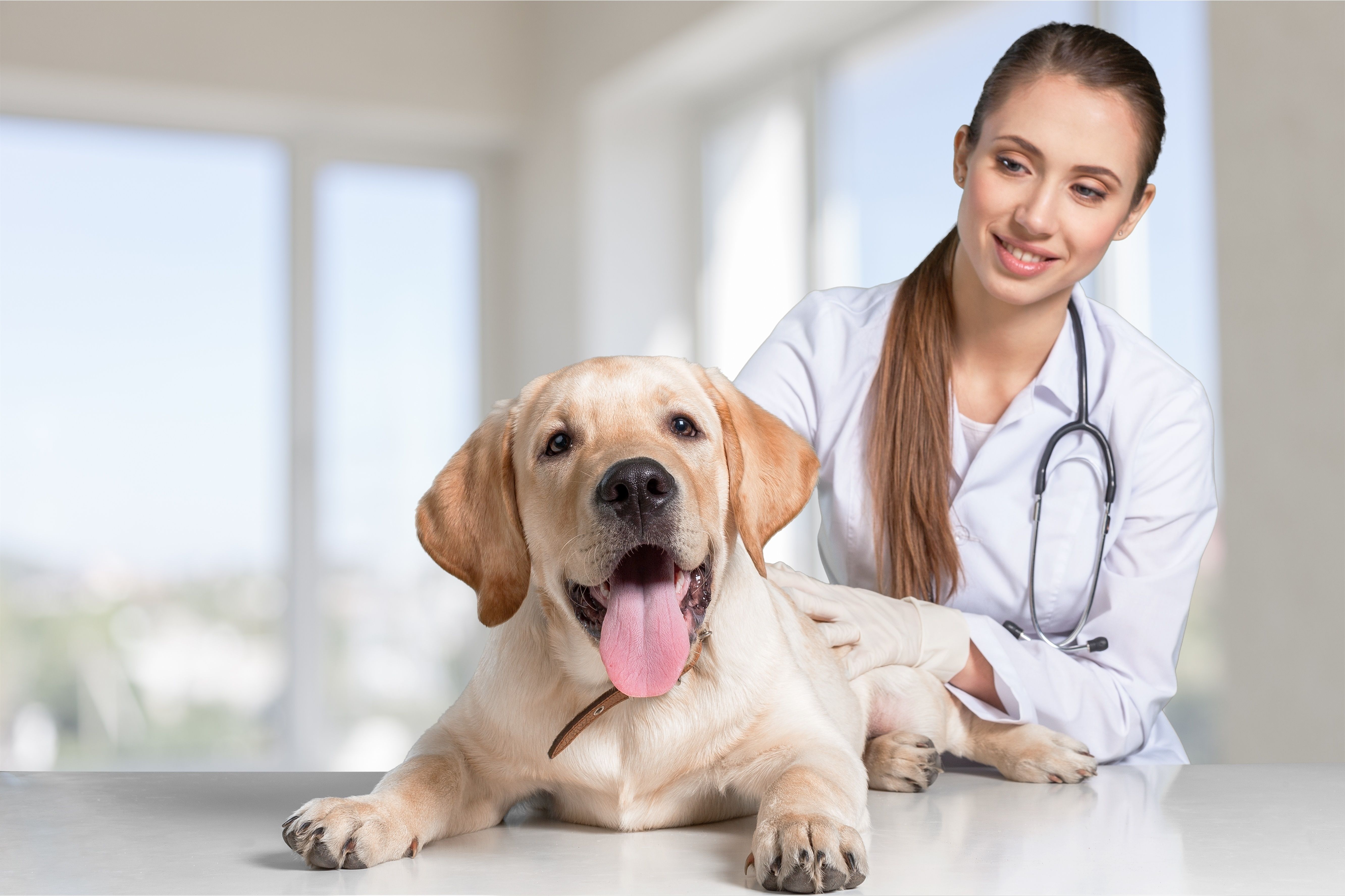 Why we need to advocate to advocate now for independent veterinary  practices-dvm360