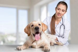 veterinarian with dog