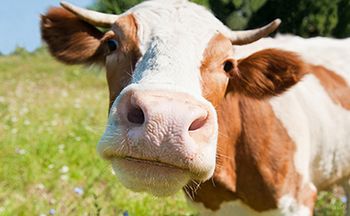 veterinary_cow_in_field_AdobeStock_105191759_450.jpg