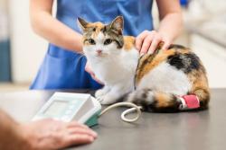 Does feline hypertension raise your blood pressure?