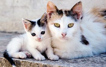 veterinary_stray_spay_380_240.jpg