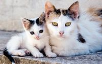 Free-roaming NYC cats carry high Toxocara burden, with young males driving contamination