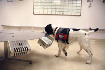 can untrained dogs detect cancer
