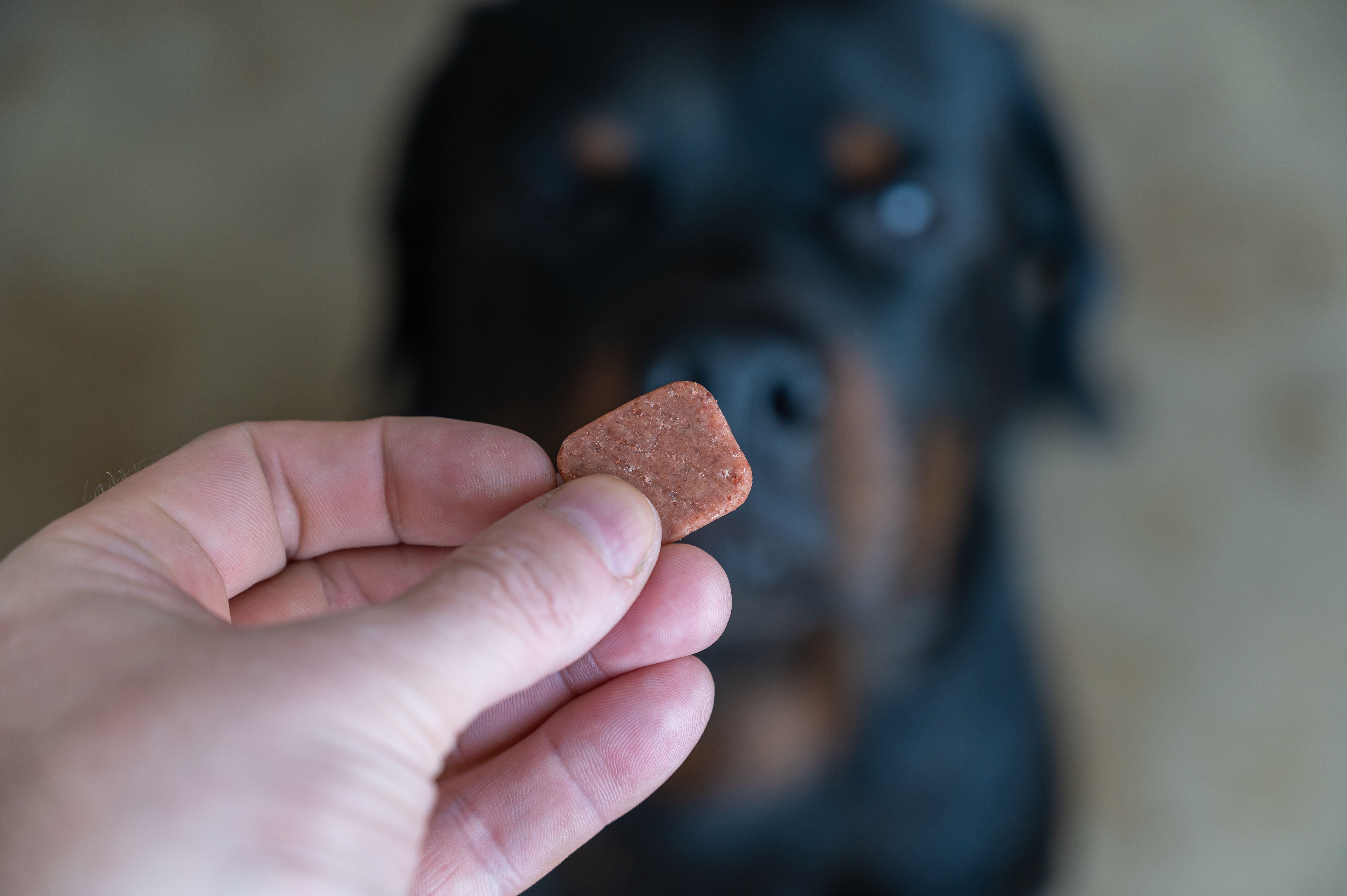 Perform Chewable Chewable tablet receives FDA approval for internal and external ...