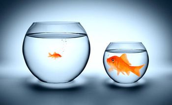 veterinary-goldfish-450_176518742.jpg