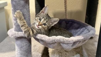 (Images courtesy of UC Davis School of Veterinary Medicine)