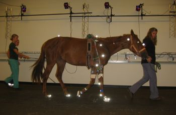 veterinary_Kane_0416_Forceplate3_450.jpg