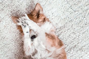 veterinary-dog-hiding-behind-paws_AdobeStock_195860593-450.jpg