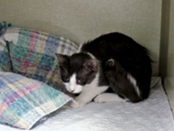 VeterinaryHunchedHeadLow-569900-1384537334883.jpg