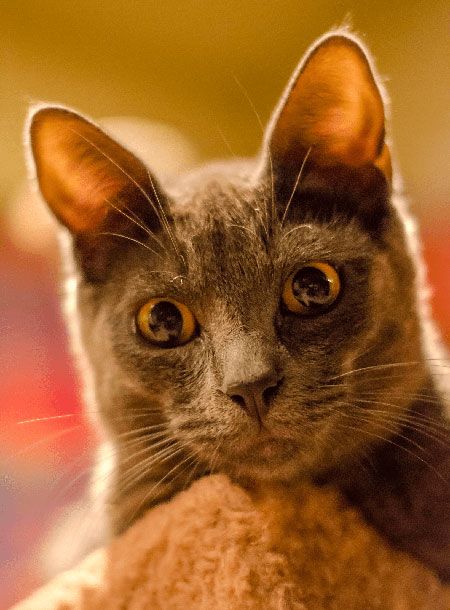 feline infectious peritonitis life expectancy