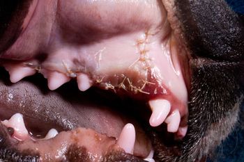 veterinary_0212_CleanClosure5_450-757628-1384165680703.jpg