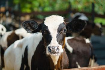 Bovine respiratory disease