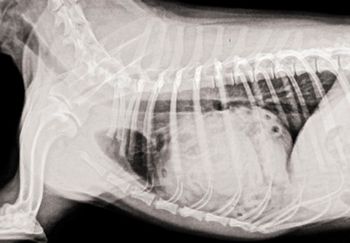 veterinary_Papazoglou_Fig1_450px.jpg