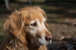 Morris Animal Foundation accepting canine cancer research proposals 