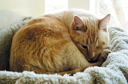 veterinary_Colleran_main_Fig3_450px.jpg