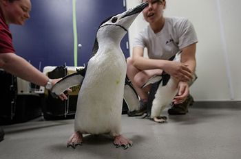 penguin_450.jpg