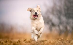 Q&A on teenage dogs: Brain development, behavior, training strategies, and client guidance