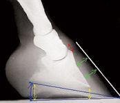 veterinary_0211_Floyd2-705930-1384213164429.jpg