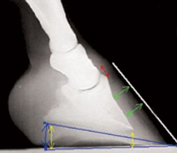 veterinary_0211_Floyd2-705930-1384213164429.jpg