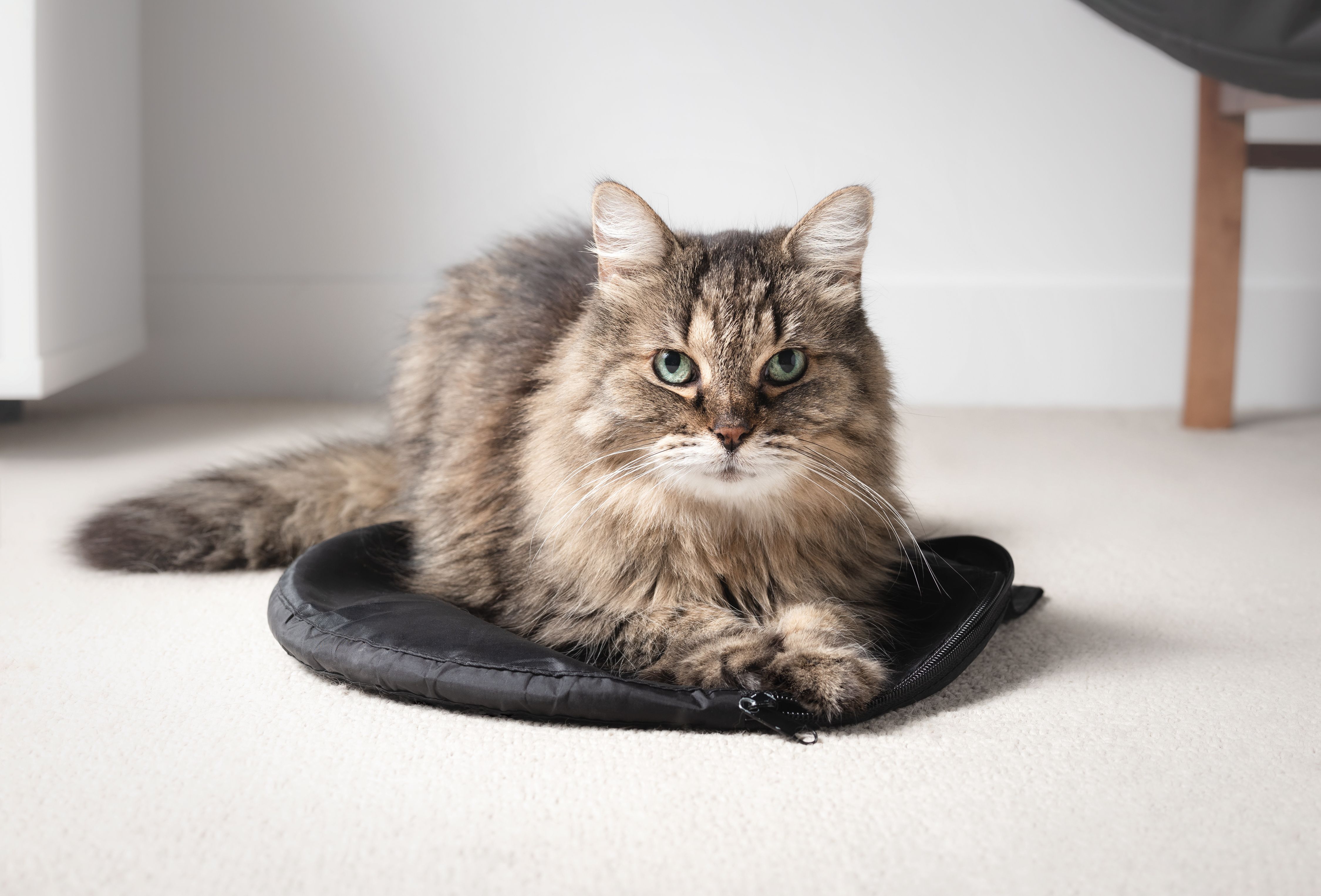 Senior Tabby Cat