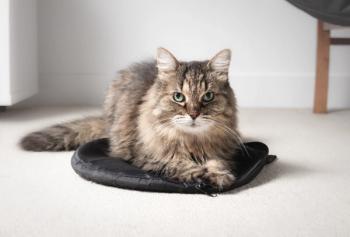 Senior Tabby Cat
