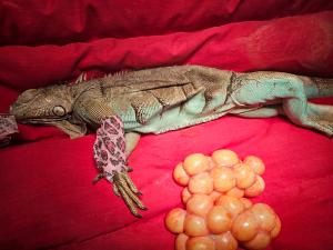Case study: Iguana spay 