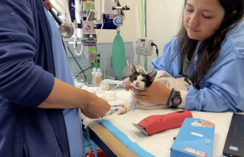 Christal Luna, LVT, preparing the 9-week-old kitten for surgery. Courtesy of AMC