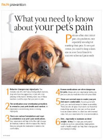 veterinary_petpain1-823710-1404217284589.jpg