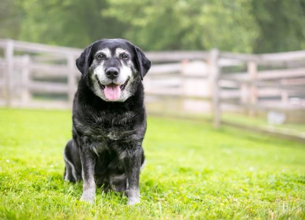 Senior dog