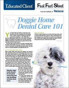 Doggie Home Dental Care
