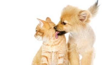 lick220.jpg