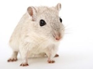 Effect of Lonely Mouse Syndrome in a Drug Safety Study