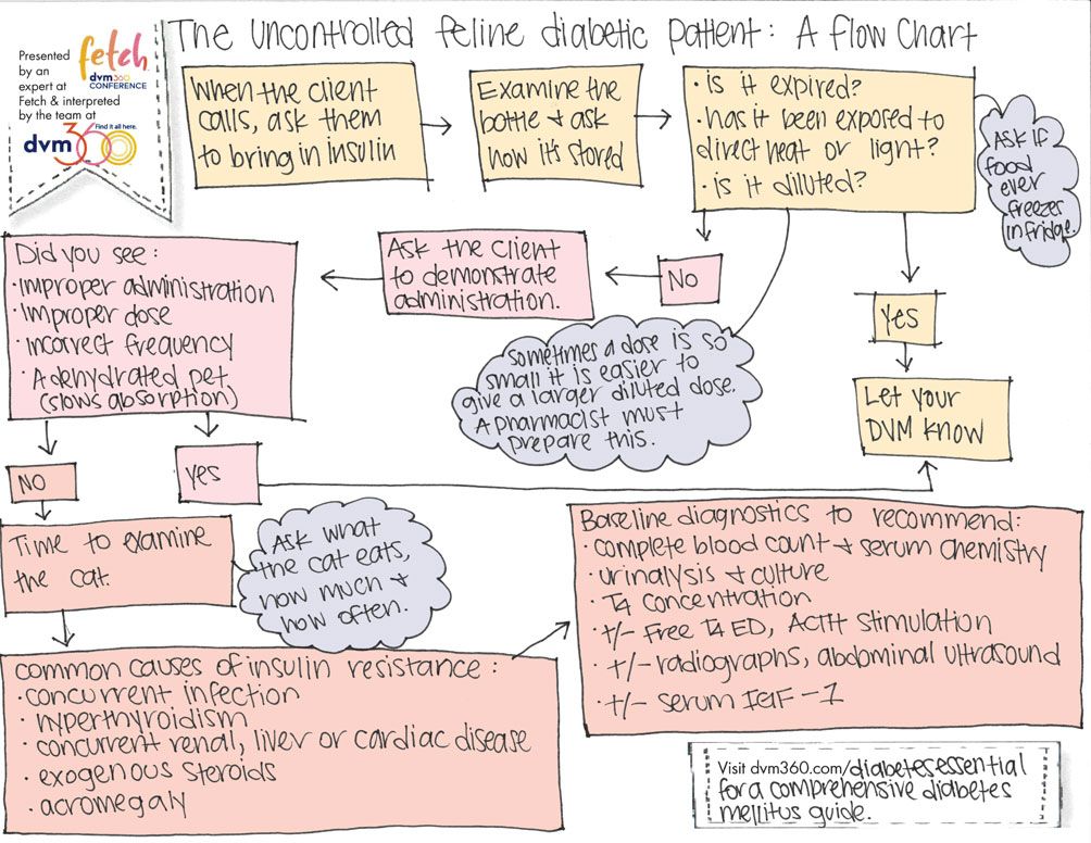 veterinary-diabetes-flowchart-full-size-web_1000.jpg