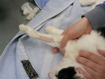 veterinary_2-Shaved_leg-656552-1384330189154.JPG