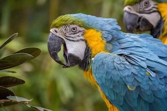 Environmental Display Reinforcement Macaw photo