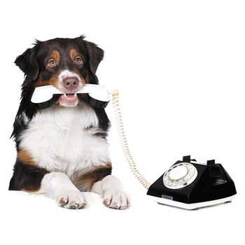 veterinary-dog-portrait-of-a-dog-holding-a-phone-with-mouth-X450px-shutterstock-246998419.jpg