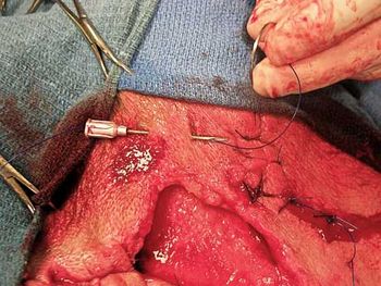 veterinary_bandage_5-613213-1384501159701.jpg