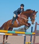 veterinary_horse_jump-750895-1384173380259.jpg
