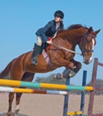 veterinary_horse_jump-750895-1384173380259.jpg
