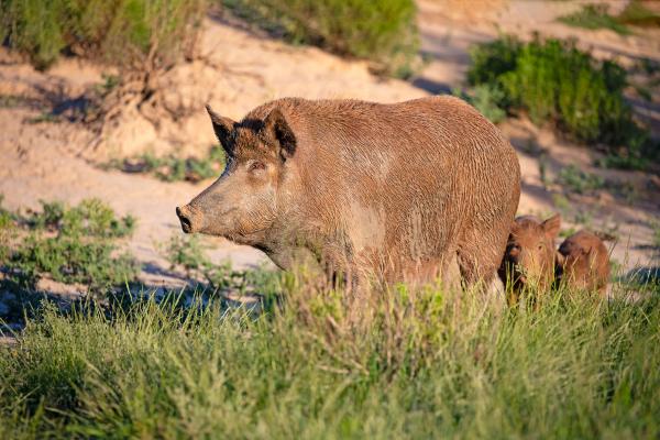 Soft ticks could complicate African swine fever response in Texas, study finds