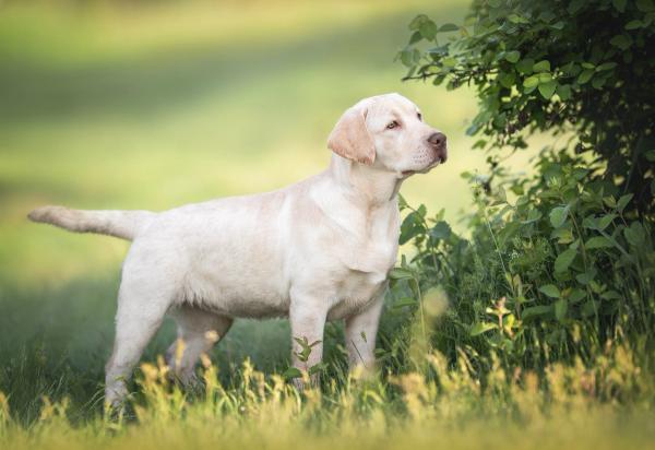 FDA grants emergency use authorization for lotilaner to treat New World screwworm in dogs