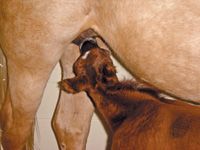 veterinary_Kane_nursingfoal-808855-1382870076933.jpg