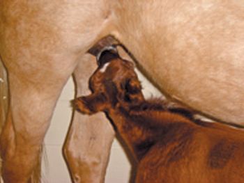 veterinary_Kane_nursingfoal-808855-1382870076933.jpg