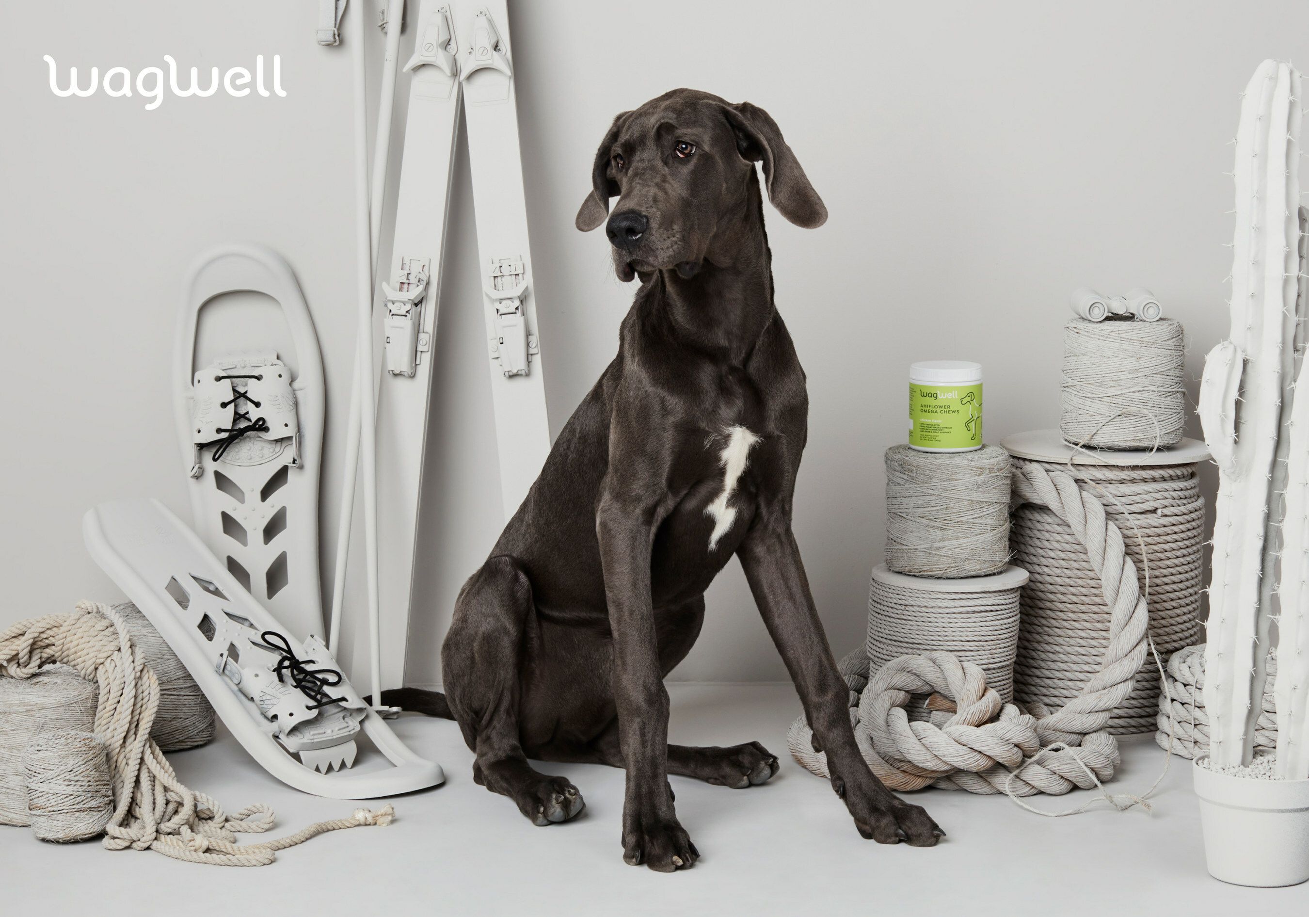 New dog supplements feature Ahiflower oil for health benefits New dog supplements feature Ahiflower oil for health benefits