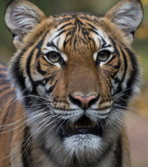 Bronx Zoo tiger tests positive for COVID-19