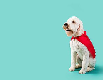 veterinary-superhero-dog-main.jpg