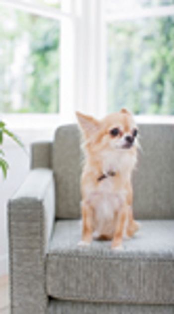 veterinary-chihuahua-couch-807424-1382855306210.jpg