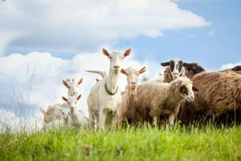 Goats and sheep