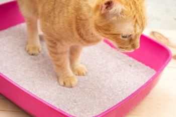 cat in litter box